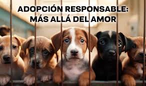 Descripción de la imagen